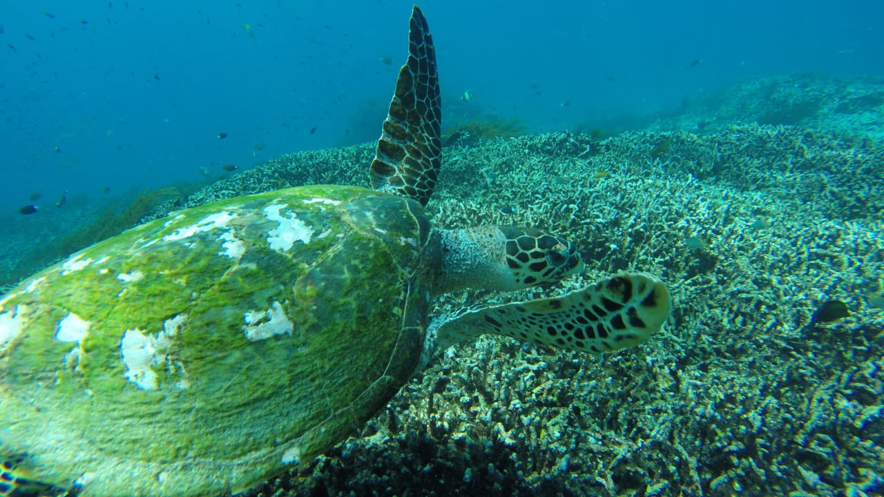 ubud taxi service driver snorkelling