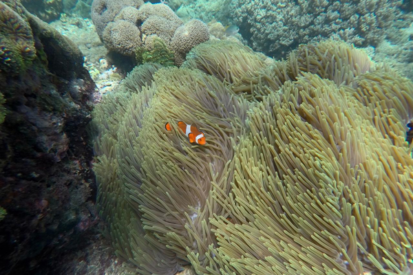 ubud taxi service driver snorkelling