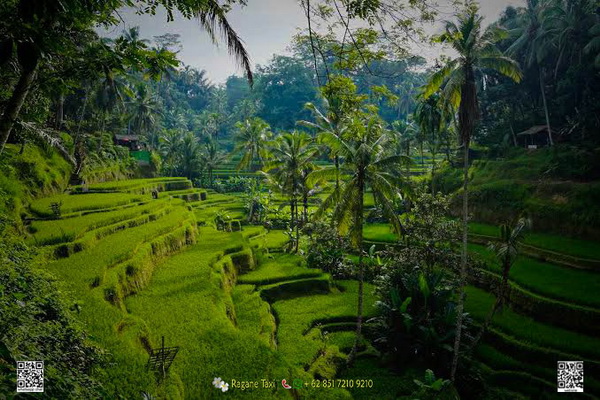 best bali private driver experience ragane bali tour