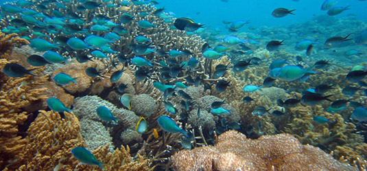 ubud taxi service driver snorkelling