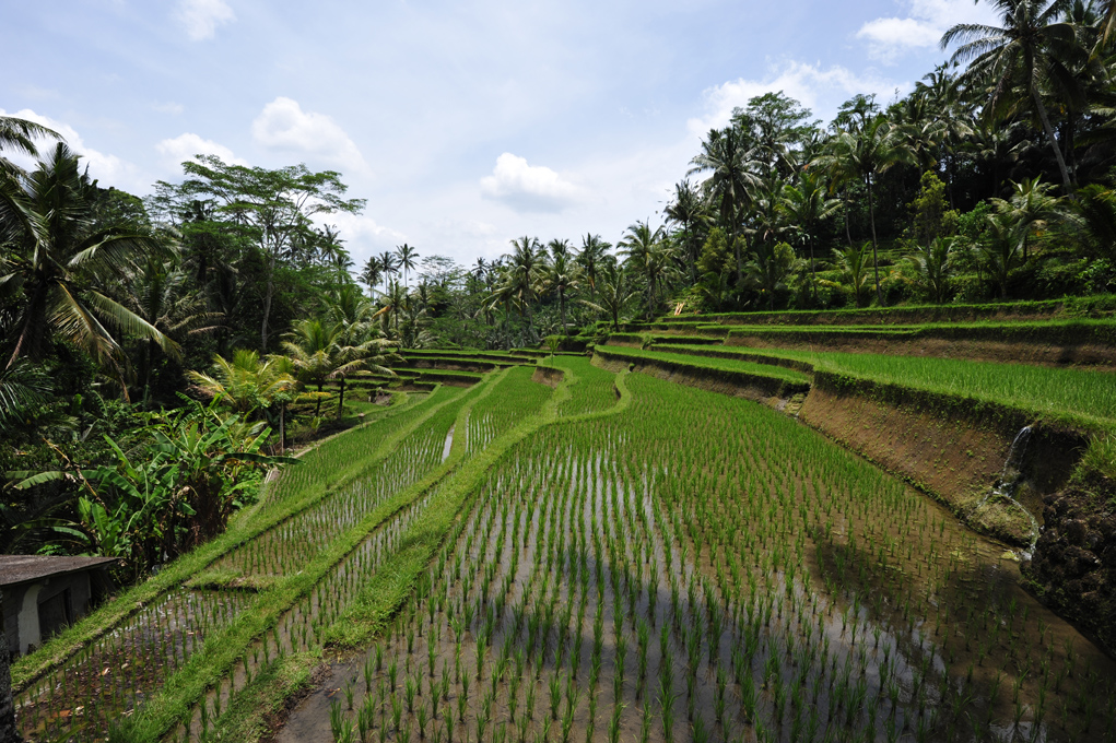 Rice Terrace near Gunung Kawi Temple