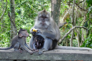 Sacred Monkey Forest Ubud: Jungle in the Town