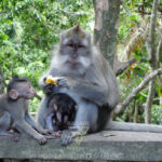 Sacred Monkey Forest Ubud: Jungle in the Town