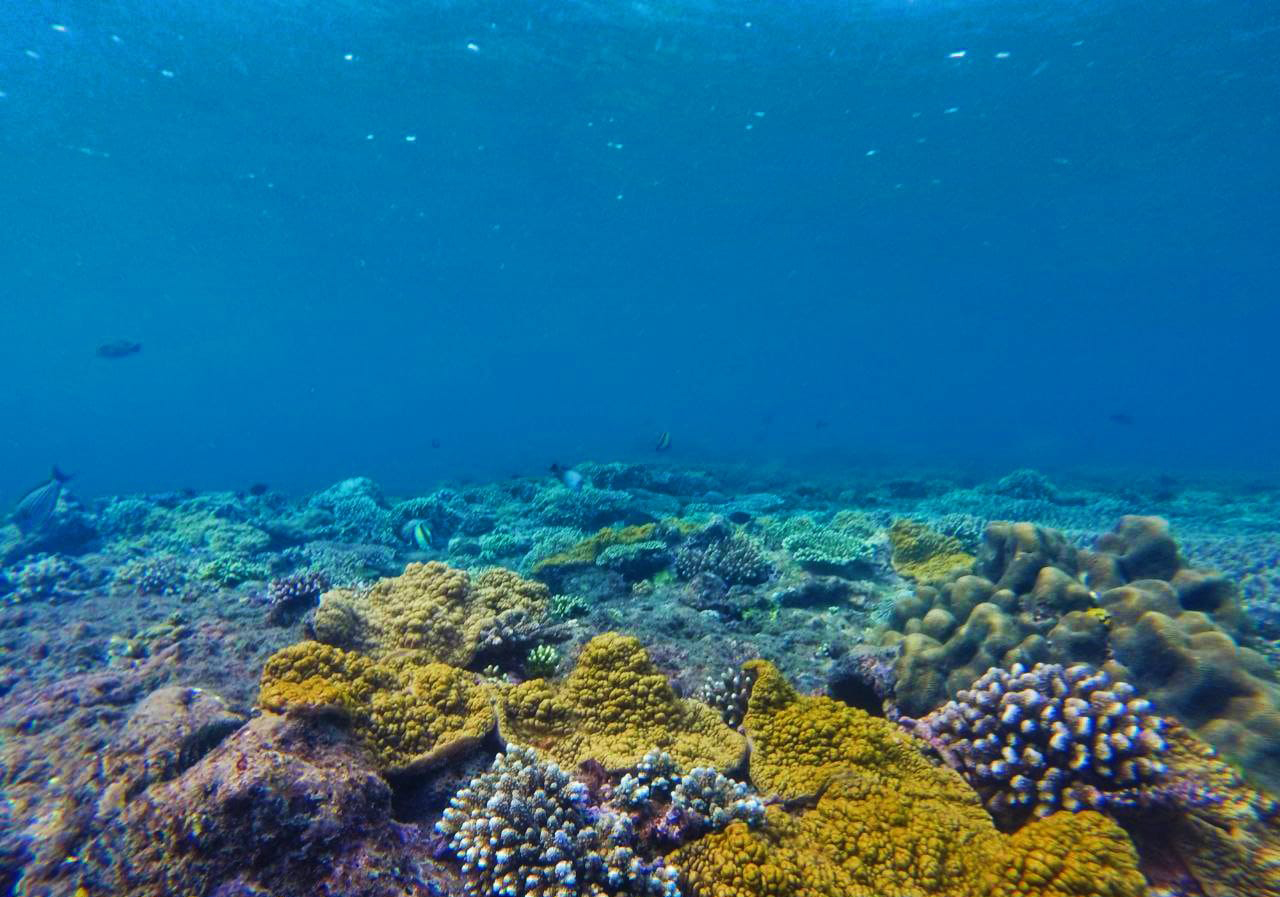 Bloo Lagoon and Tanjung Jepun: Best snorkeling spot for beginner in Bali