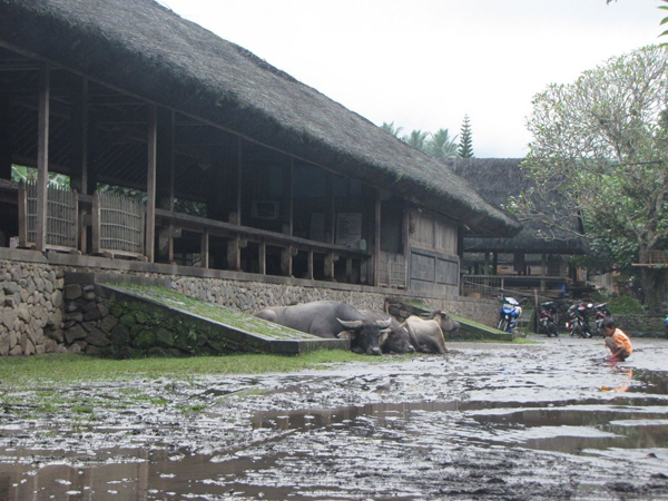 Tenganan Pegringsingan Ancient Village