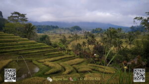 jatiluwih rice terrace