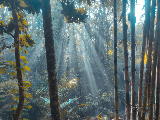 suwat waterfall best and stunning waterfall in ubud